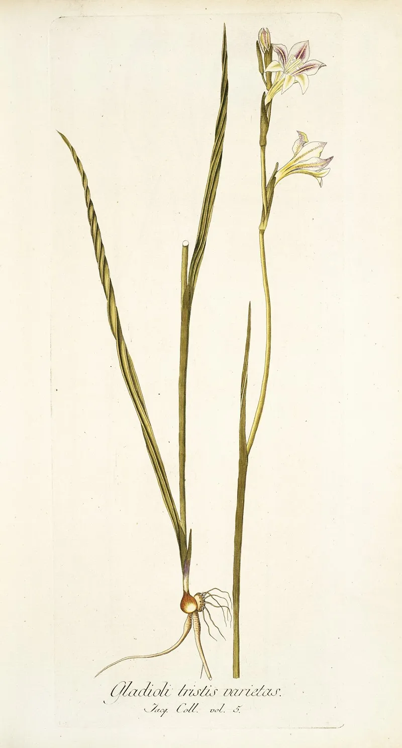 Gladiolus Tristis Varietas Wall Art by Nikolaus Joseph Freiherr von Jacquin - High-Resolution Digital Print