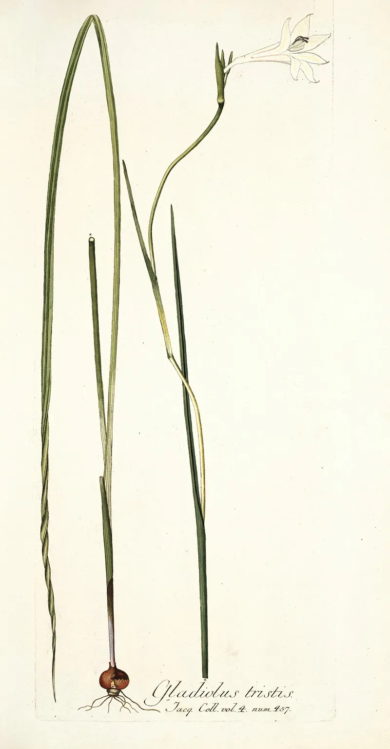 Gladiolus Tristis Wall Art by Nikolaus Joseph Freiherr von Jacquin - High-Resolution Digital Print
