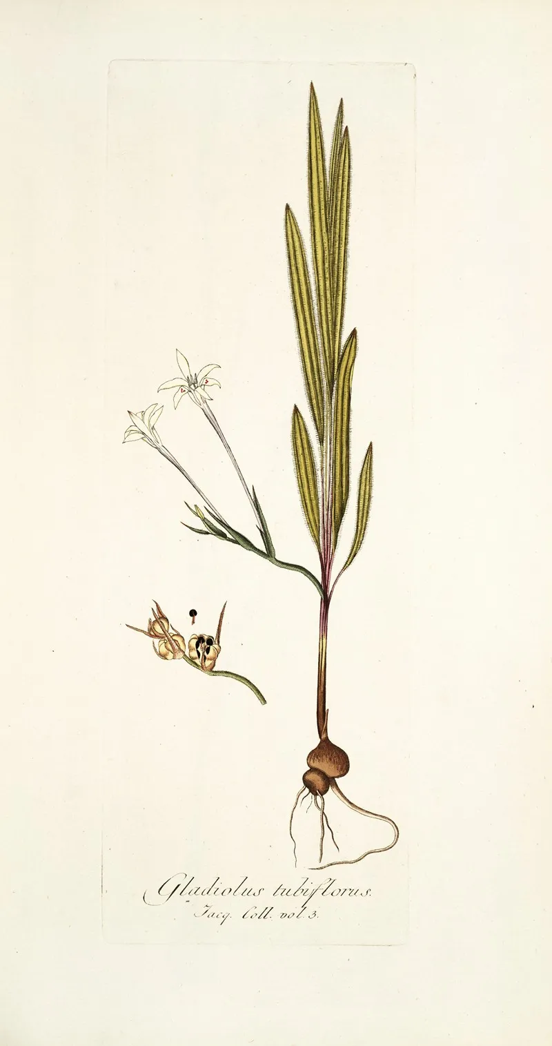 Gladiolus Tubiflorus Wall Art by Nikolaus Joseph Freiherr von Jacquin - High-Resolution Digital Print