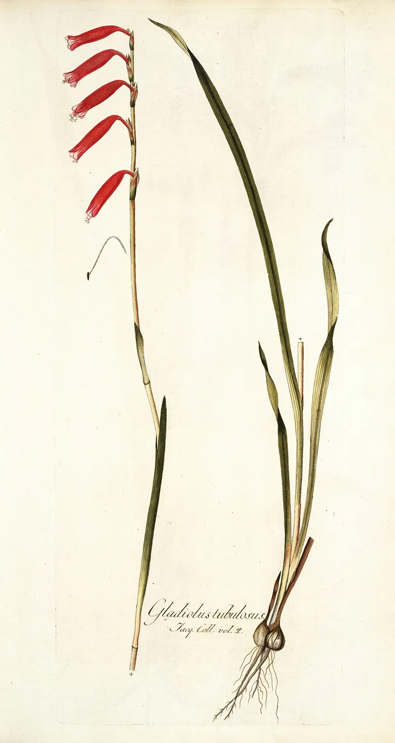 Gladiolus Tubulosus Wall Art by Nikolaus Joseph Freiherr von Jacquin - High-Resolution Digital Print