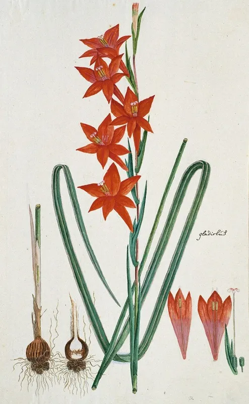 Gladiolus Watsonius Thunb Watsonia Hysterantha Wall Art by Robert Jacob Gordon - High-Resolution Digital Print