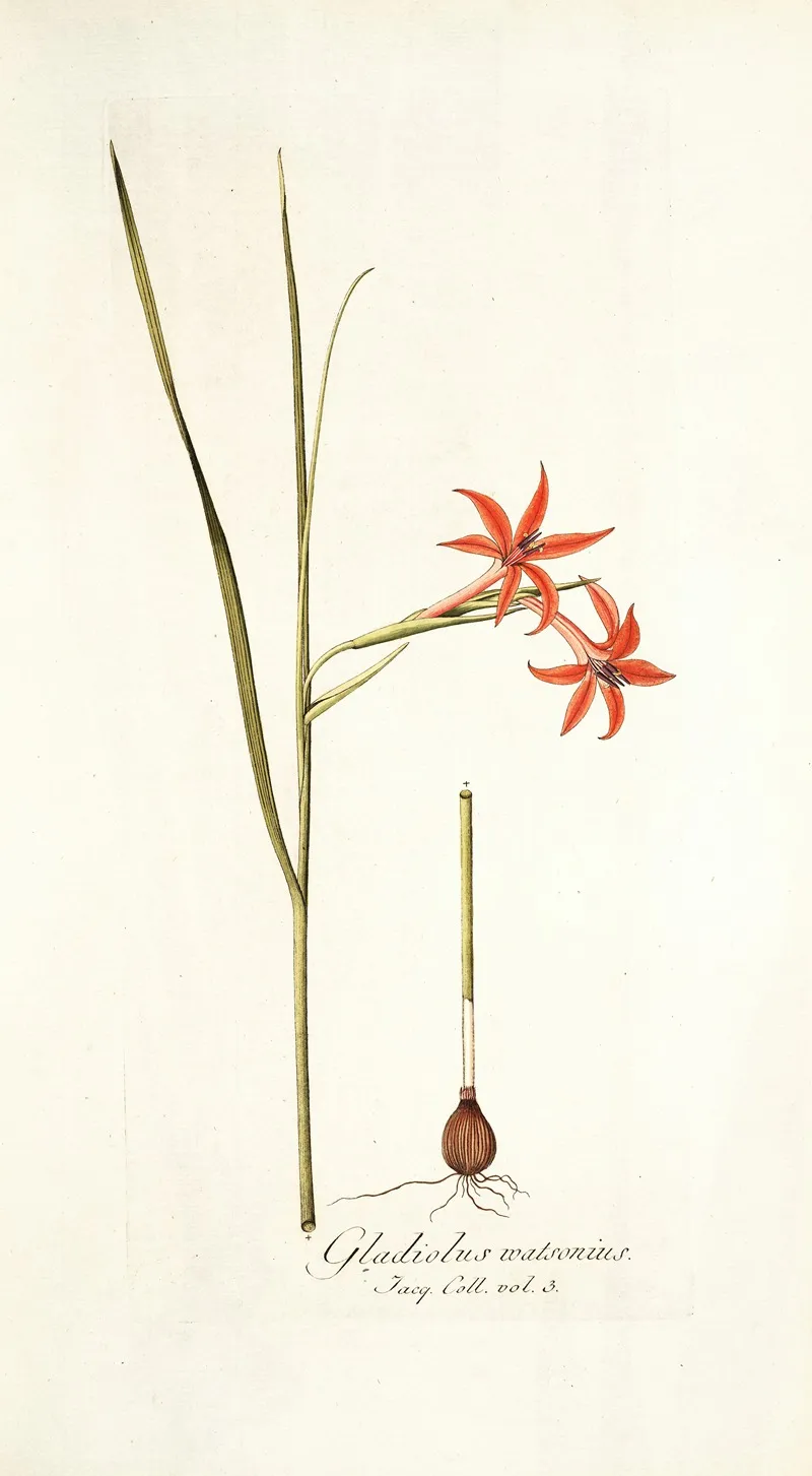 Gladiolus Watsonius Wall Art by Nikolaus Joseph Freiherr von Jacquin - High-Resolution Digital Print