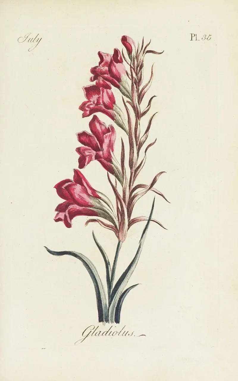 Gladiolus Wall Art by Carington Bowles - High-Resolution Digital Print