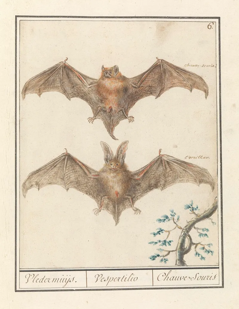 Gladneus Vleermuis Vespertilionidae Vledermuijs Vespertilio Chauve Souris Wall Art by Anselmus Boëtius de Boodt - High-Resolution Digital Print