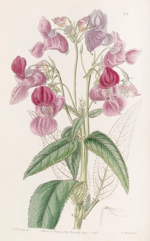Glandular Balsam Wall Art by Sydenham Edwards - High-Resolution Digital Print
