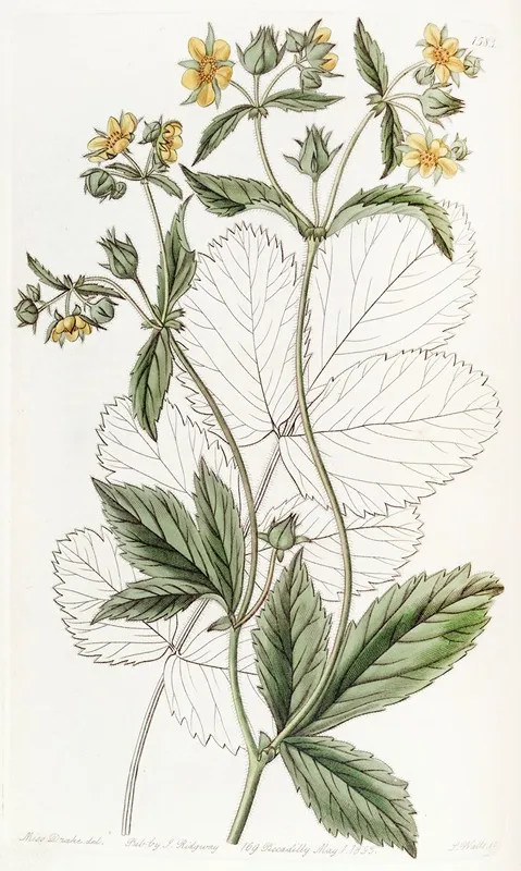 Glandular Cinquefoil Wall Art by Sydenham Edwards - High-Resolution Digital Print