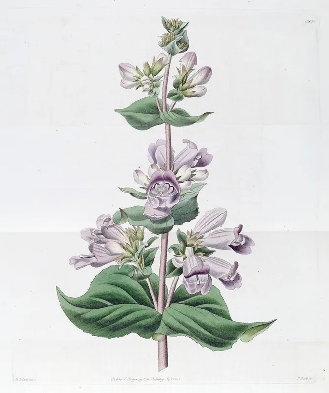 Glandular Pentstemon Wall Art by Sydenham Edwards - High-Resolution Digital Print