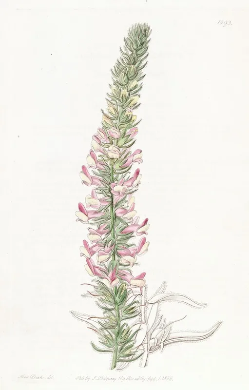Glandular Snapdragon Wall Art by Sydenham Edwards - High-Resolution Digital Print