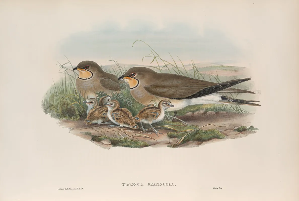 Glareola Pratincola Common Pratincole Wall Art by John Gould - High-Resolution Digital Print