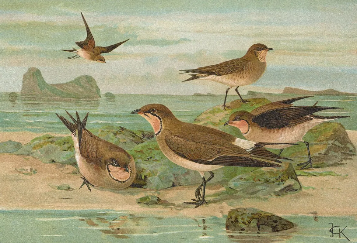 Glareola Pratincola Glareola Melanoptera Nordm Wall Art by Johann Friedrich Naumann - High-Resolution Digital Print