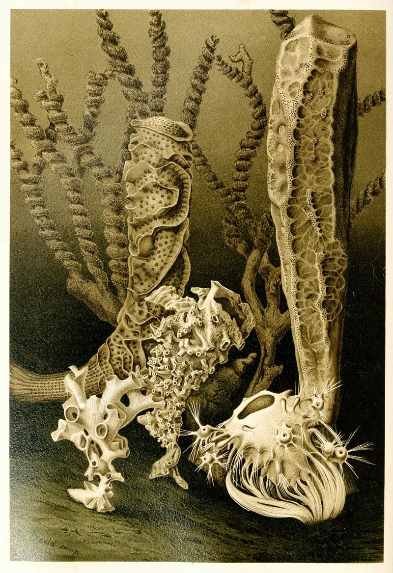 Glass Sponges Wall Art by Anonymous - High-Resolution Digital Print