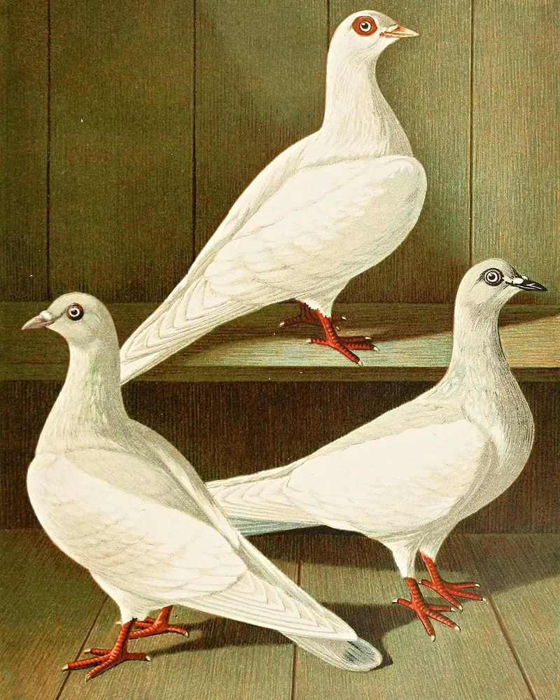 Glattfussige Flachstirnige Langschnabel Tummler Wall Art by Gustav Prütz - High-Resolution Digital Print