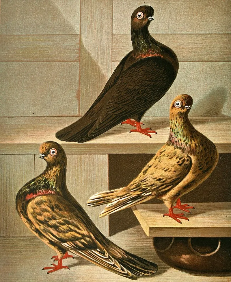 Glattfussige Hochstirnige Kurz Und Dunnschnabel Tummler Wall Art by Gustav Prütz - High-Resolution Digital Print