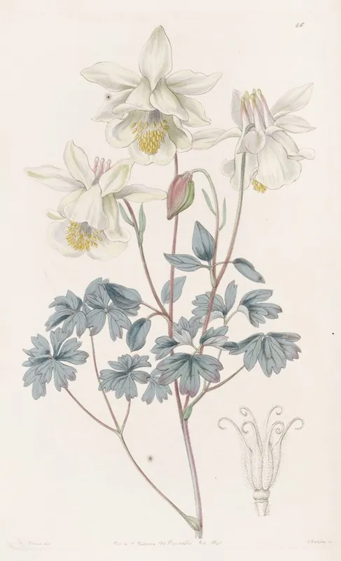 Glaucous Columbine Wall Art by Sydenham Edwards - High-Resolution Digital Print
