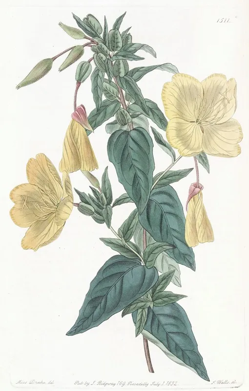 Glaucous Oenothera Wall Art by Sydenham Edwards - High-Resolution Digital Print