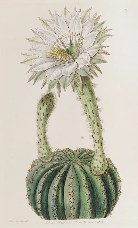 Glaucous Sweet Scented Porcupine Cactus Wall Art by Sydenham Edwards - High-Resolution Digital Print