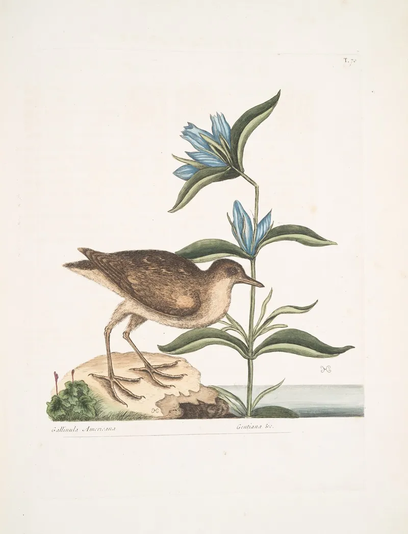 Gllinula Americana The Soree Gentiana C Wall Art by Mark Catesby - High-Resolution Digital Print