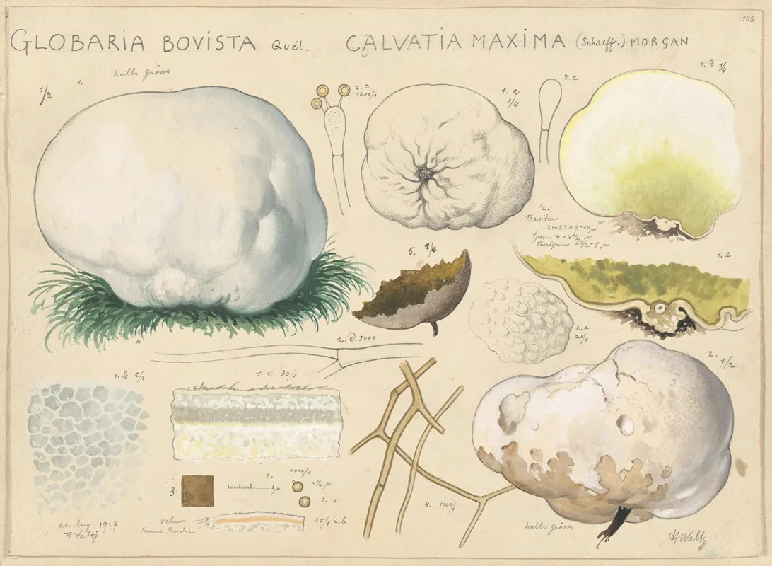Globaria Bovista Quel Calvatia Maxima Schaeff Morgan Wall Art by Hans Walty - High-Resolution Digital Print