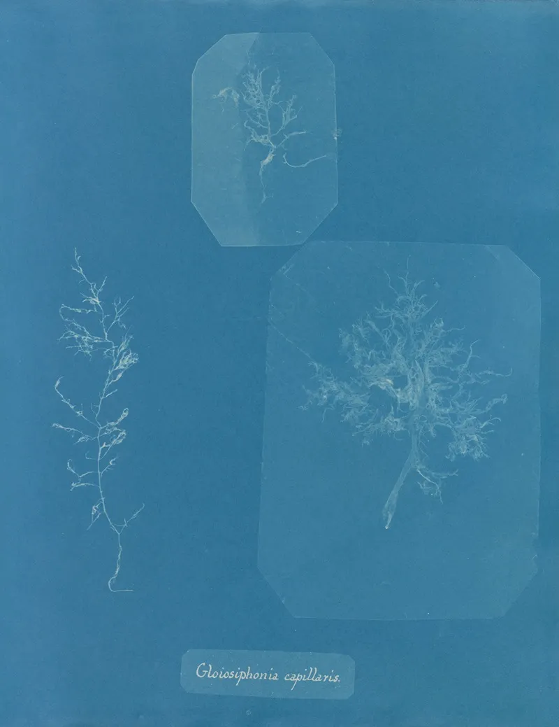 Gloiosiphonia Capillaris 2 Wall Art by Anna Atkins - High-Resolution Digital Print