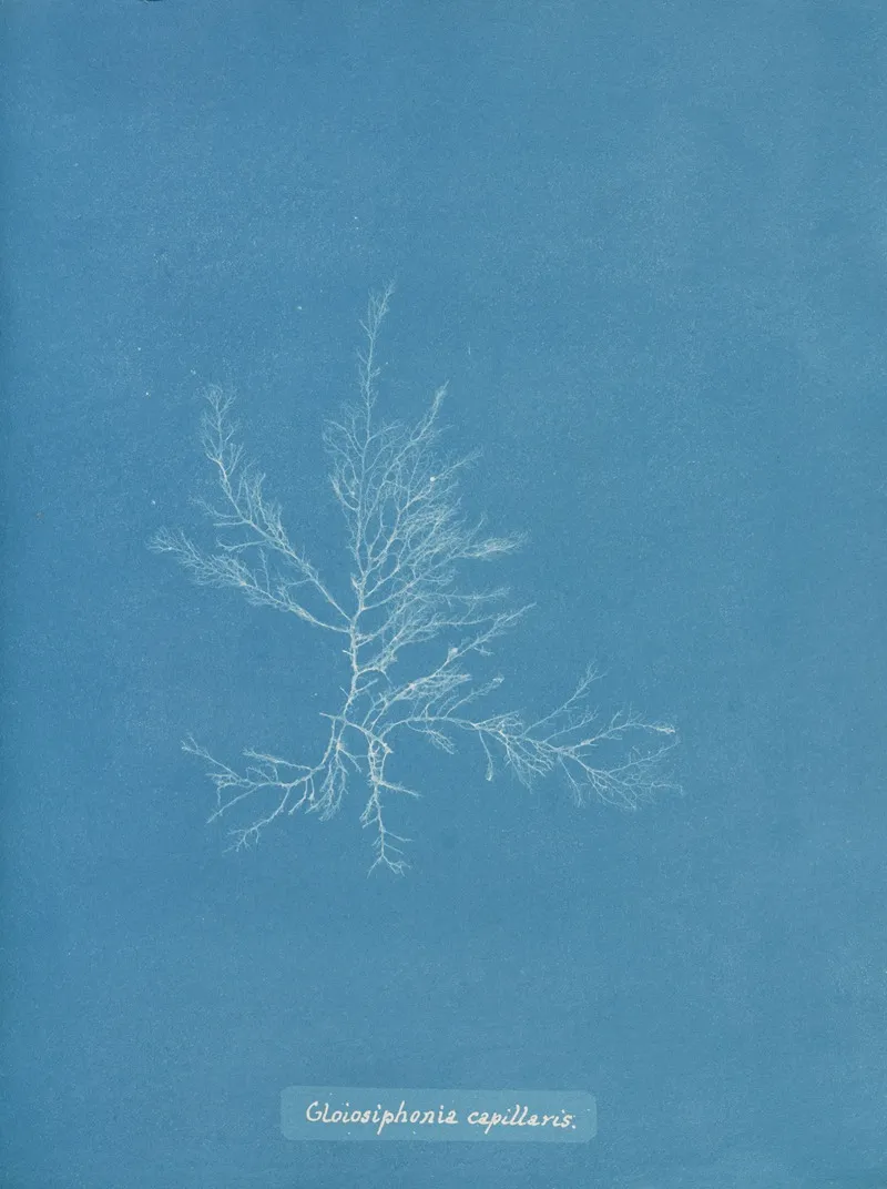 Gloiosiphonia Capillaris Wall Art by Anna Atkins - High-Resolution Digital Print