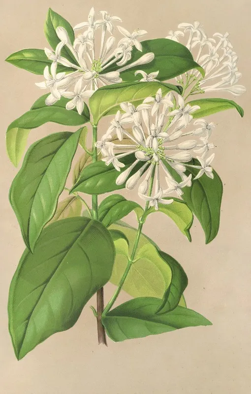 Gloneria Jasminiflora Wall Art by Charles Antoine Lemaire - High-Resolution Digital Print
