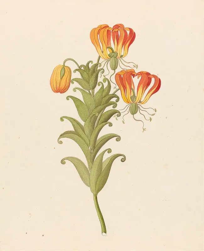 Gloriosa Gloriosa Superba Wall Art by Clemenz Heinrich Wehdemann - High-Resolution Digital Print