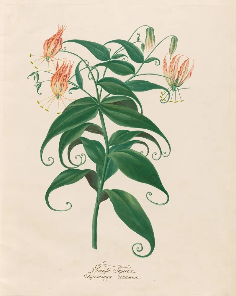 Gloriosa Superba 2 Wall Art by Petr Martynovich Gofman - High-Resolution Digital Print