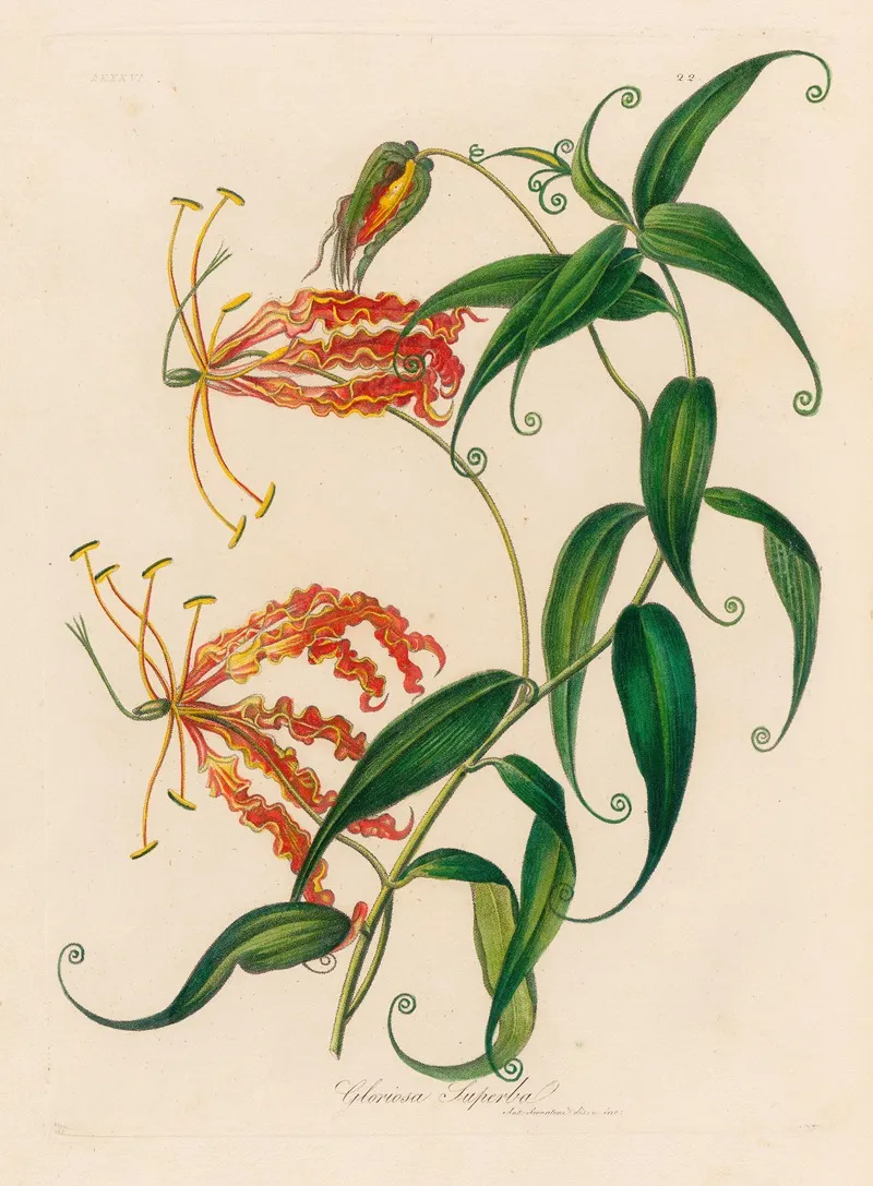 Gloriosa Superba Wall Art by Gaetano Savi - High-Resolution Digital Print