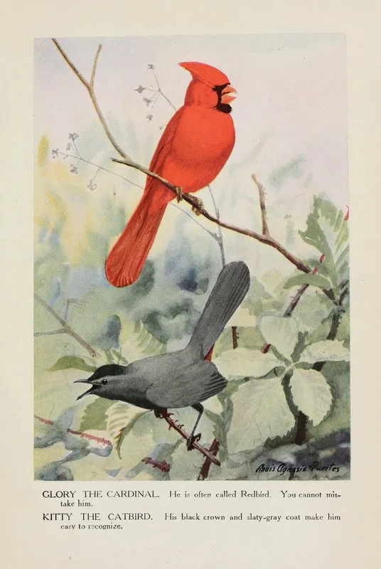 Glory The Cardinal Kitty The Catbird Wall Art by Louis Agassiz Fuertes - High-Resolution Digital Print