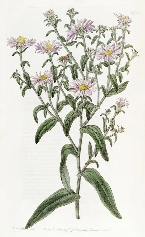 Glossy Aster Wall Art by Sydenham Edwards - High-Resolution Digital Print