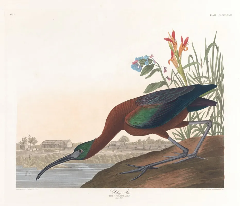 Glossy Ibis Wall Art by John James Audubon - High-Resolution Digital Print