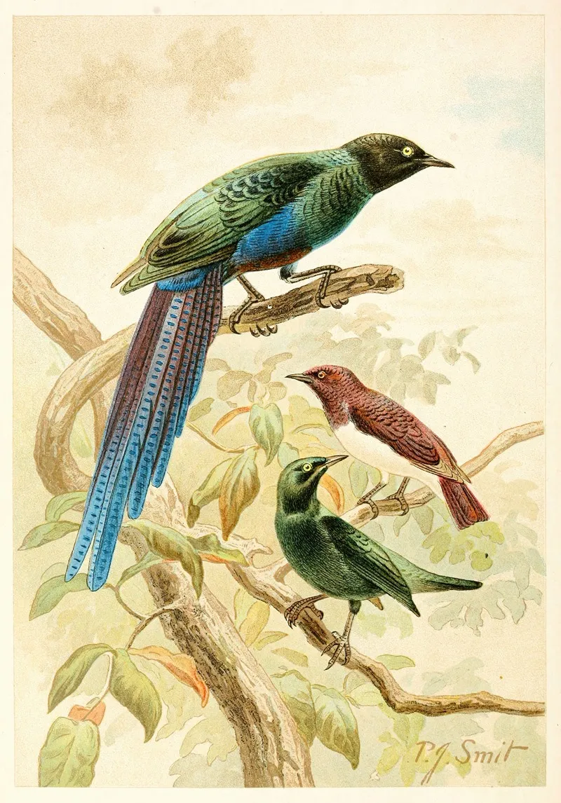 Glossy Starlings Wall Art by Pierre Jacques Smit - High-Resolution Digital Print