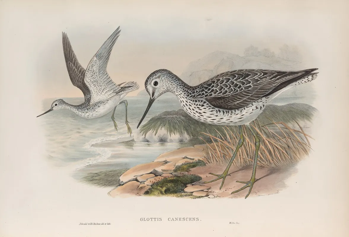 Glottis Canescens Greenshank Wall Art by John Gould - High-Resolution Digital Print