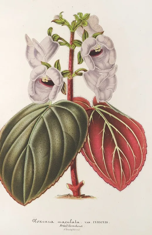 Gloxinia Maculata Var Insignis Wall Art by Charles Antoine Lemaire - High-Resolution Digital Print