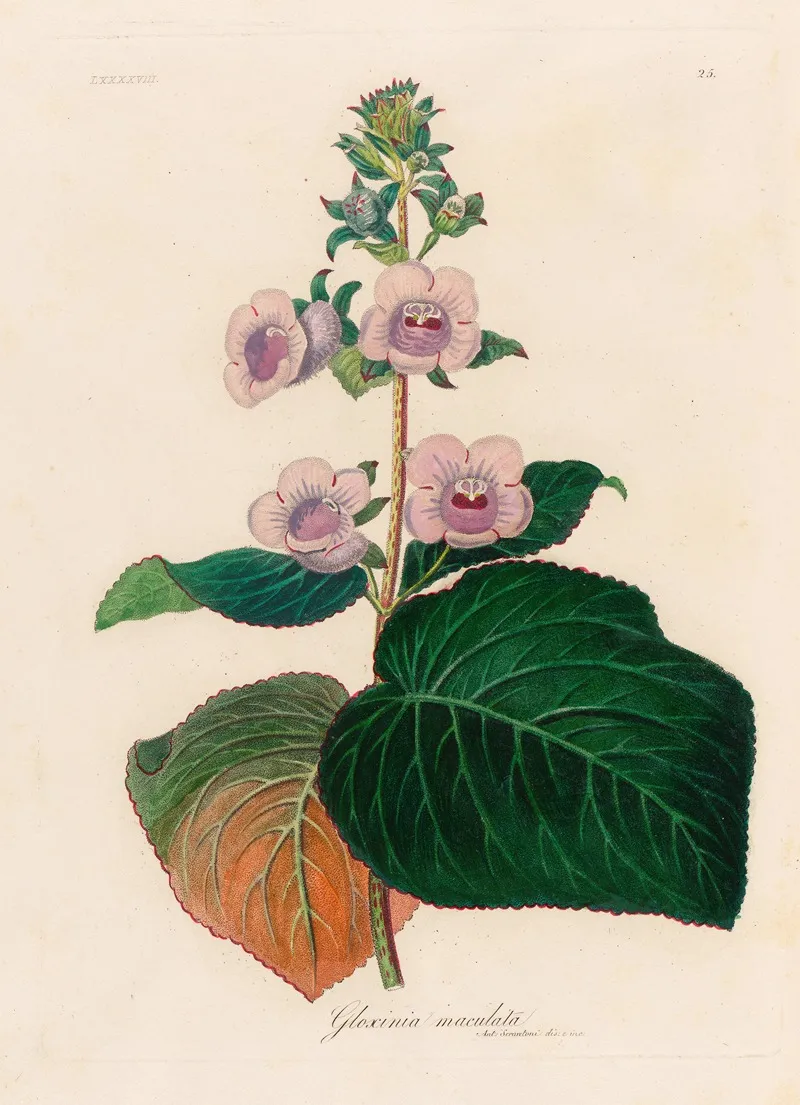 Gloxinia Maculata Wall Art by Gaetano Savi - High-Resolution Digital Print