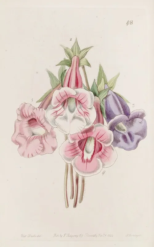 Gloxinia Speciosa Wall Art by Sydenham Edwards - High-Resolution Digital Print