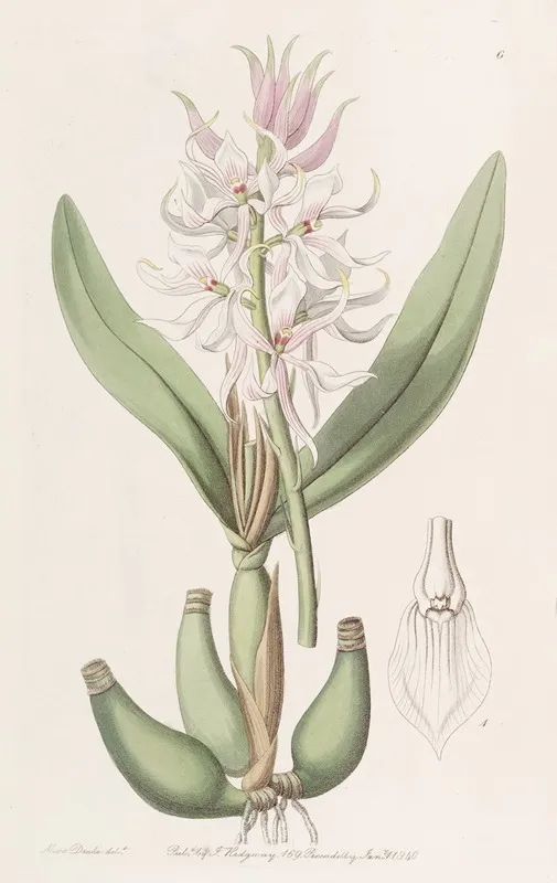 Glumaceous Epidendrum Wall Art by Sydenham Edwards - High-Resolution Digital Print