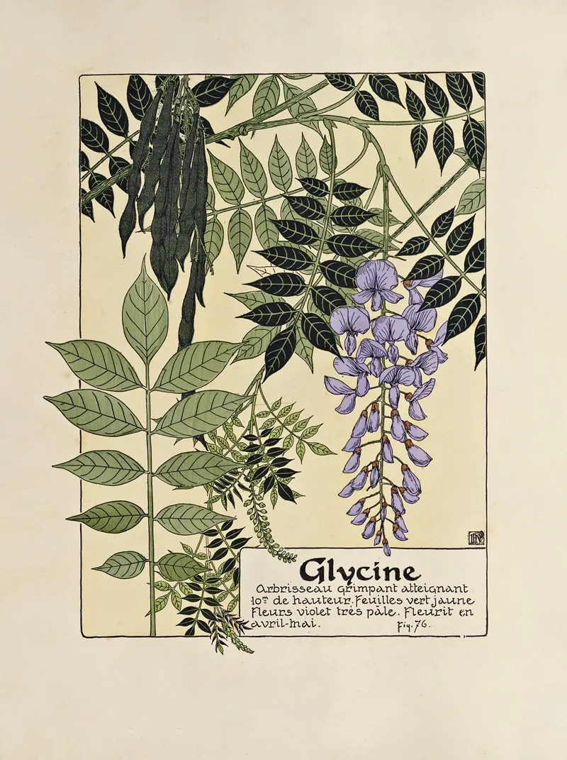 Glycine 4 Wall Art by Maurice Pillard Verneuil - High-Resolution Digital Print
