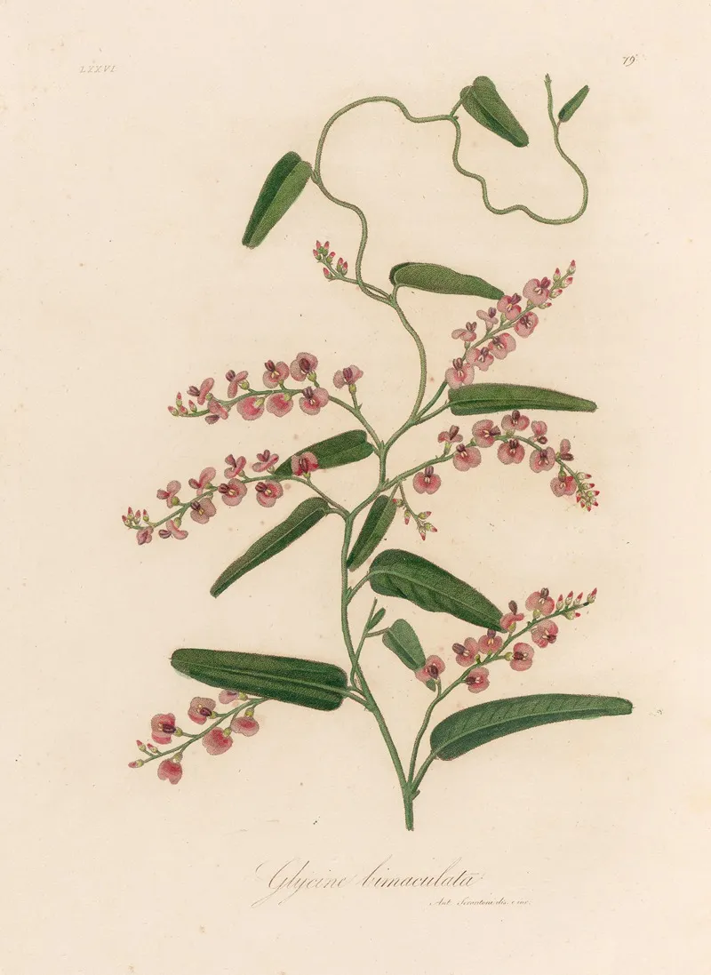 Glycine Bimaculata Wall Art by Gaetano Savi - High-Resolution Digital Print