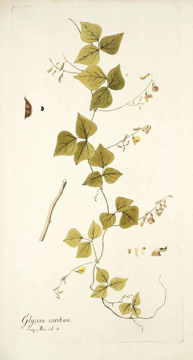 Glycine Caribaea Wall Art by Nikolaus Joseph Freiherr von Jacquin - High-Resolution Digital Print