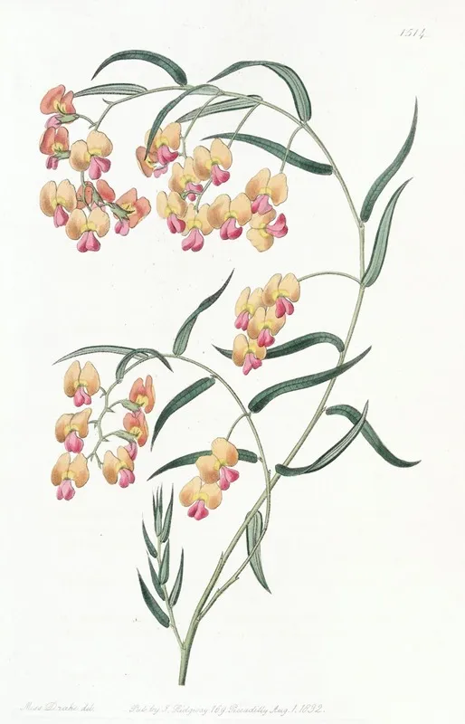 Glycine Leaved Dillwynia Wall Art by Sydenham Edwards - High-Resolution Digital Print
