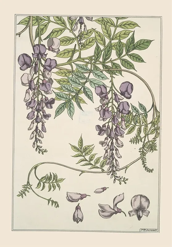 Glycine Wall Art by Maurice Pillard Verneuil - High-Resolution Digital Print