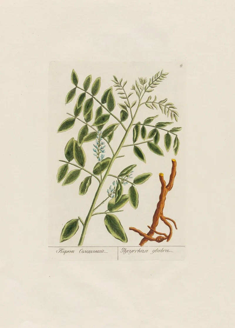 Glycyrrhiza Glabra Wall Art by Petr Martynovich Gofman - High-Resolution Digital Print