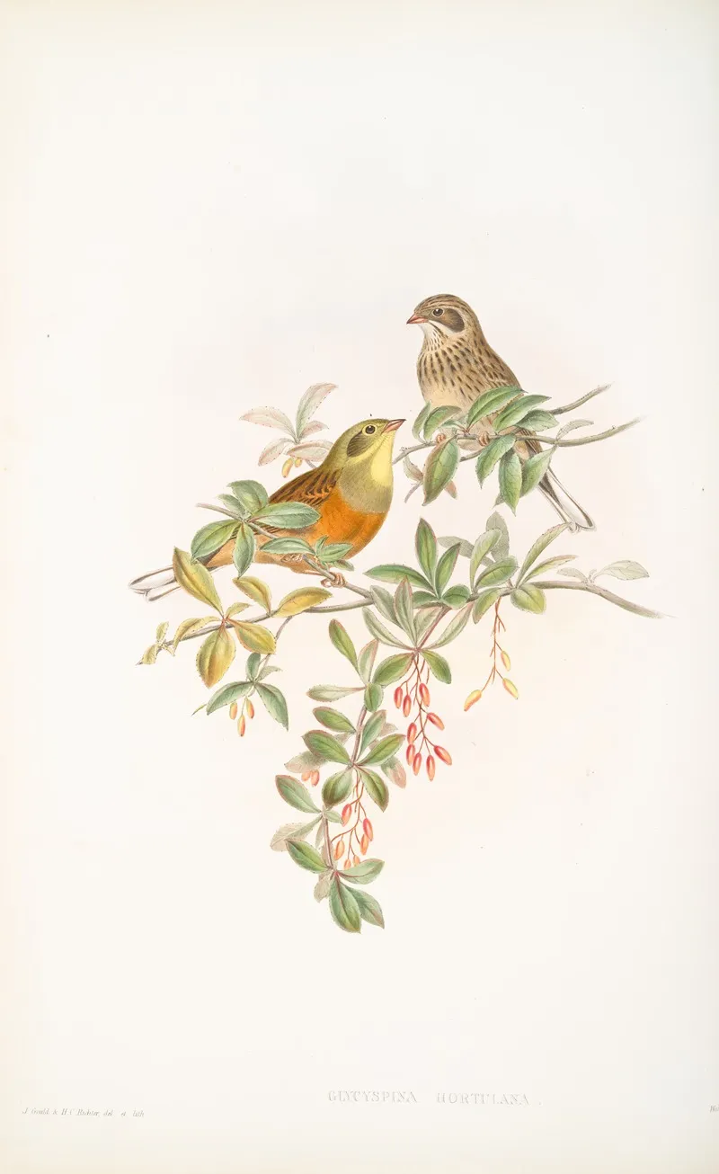 Glycyspina Hortulana Ortolan Bunting Wall Art by John Gould - High-Resolution Digital Print
