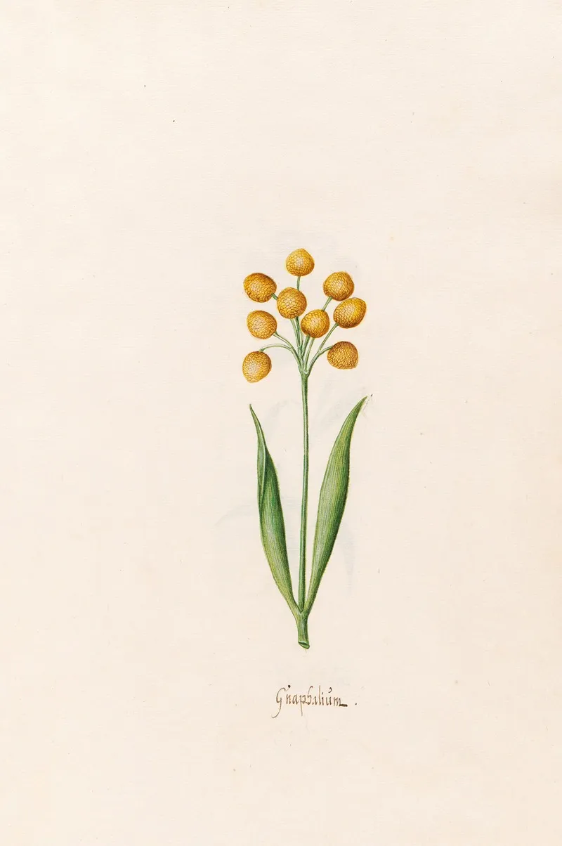 Gnaphalium 2 Wall Art by Magdelena Rosina Funck - High-Resolution Digital Print