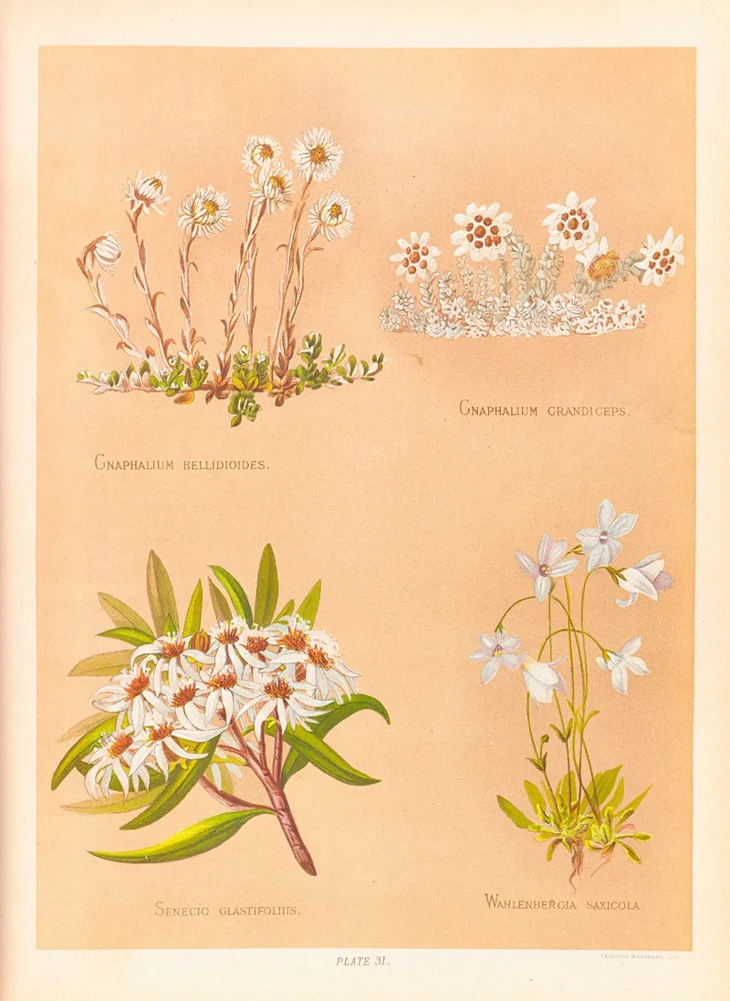 Gnaphalium Bellidioides Gnaphalium Grandiceps Wall Art by Georgina Burne Hetley - High-Resolution Digital Print