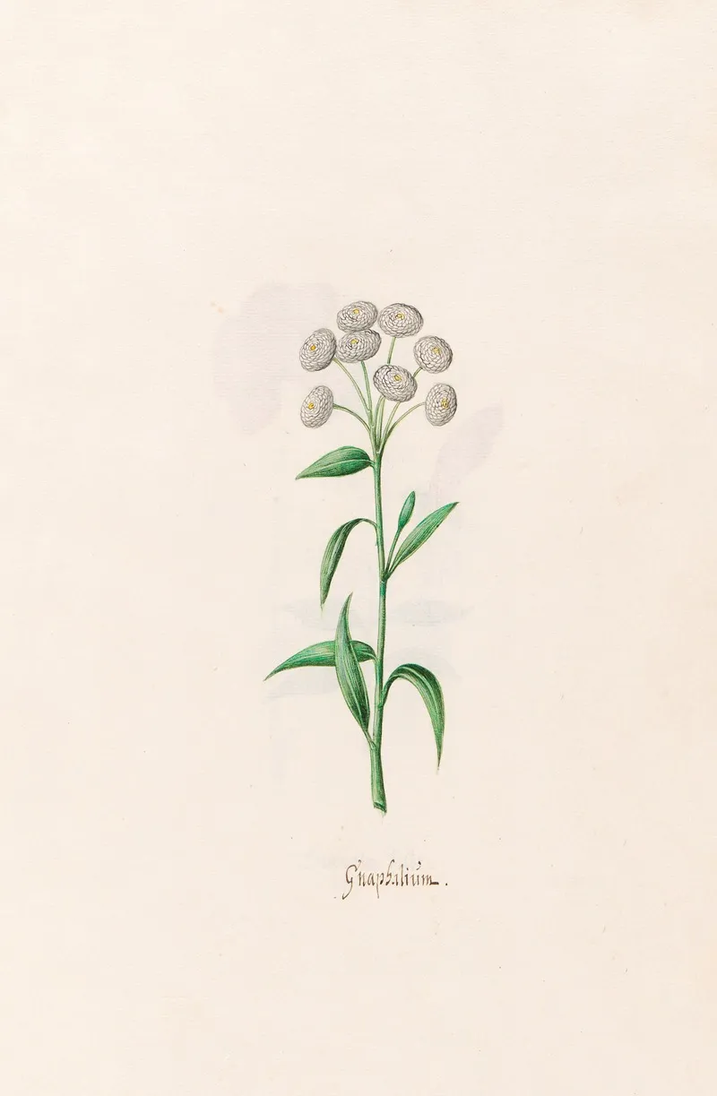 Gnaphalium Wall Art by Magdelena Rosina Funck - High-Resolution Digital Print