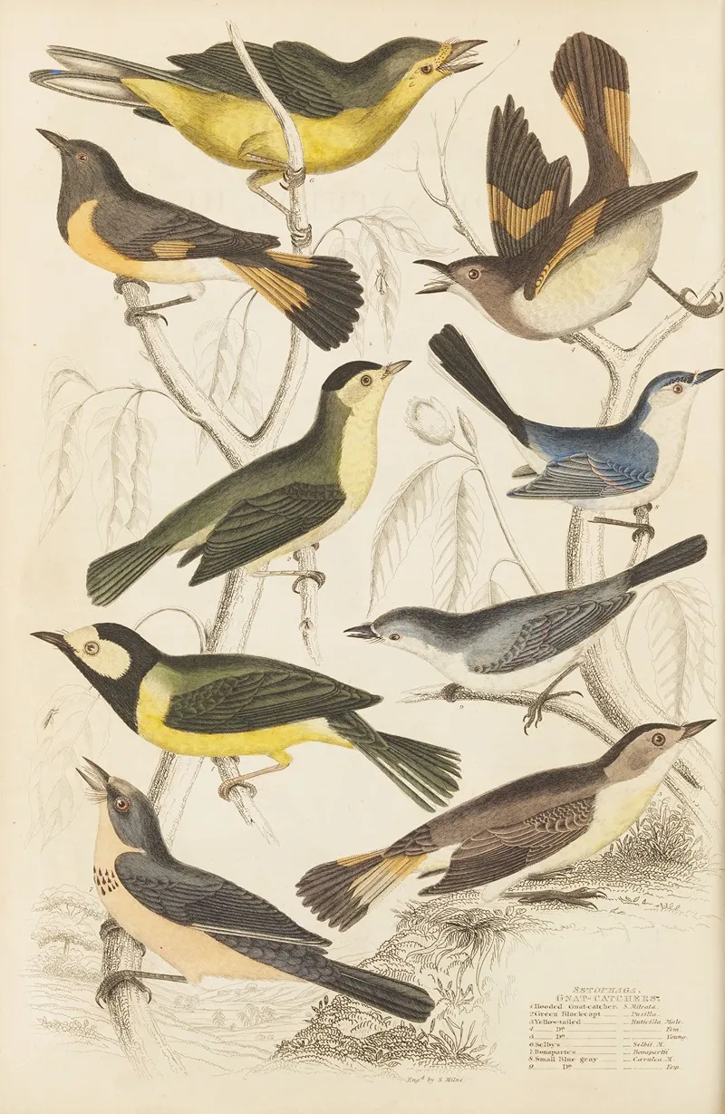 Gnat Catchers Wall Art by William MacGillivray - High-Resolution Digital Print
