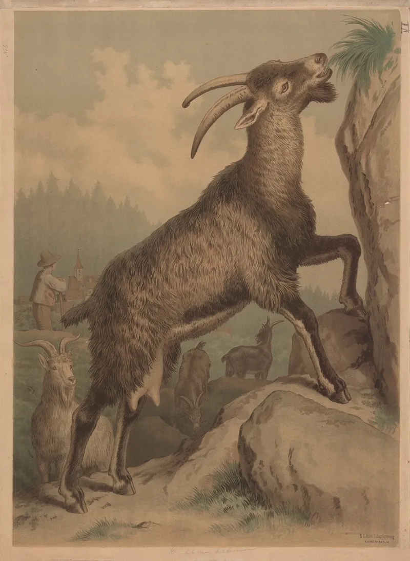 Goat 8 Wall Art by Emil Schmidt - High-Resolution Digital Print