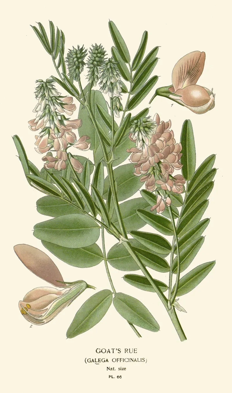 Goats Rue 2 Wall Art by Edward Step - High-Resolution Digital Print